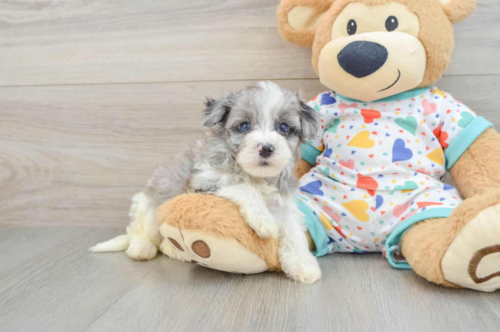 5 week old Havapoo Puppy For Sale - Simply Southern Pups