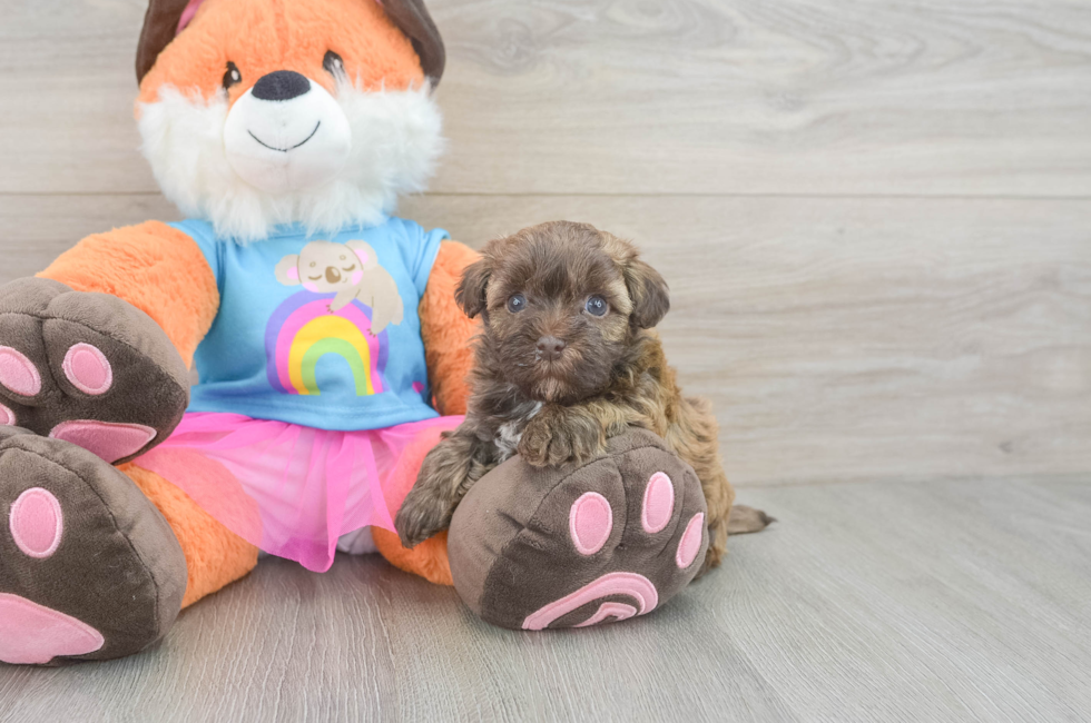 5 week old Havapoo Puppy For Sale - Simply Southern Pups