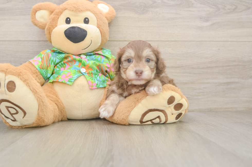 5 week old Havapoo Puppy For Sale - Simply Southern Pups