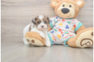 Havapoo Pup Being Cute
