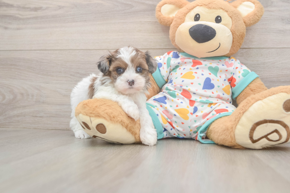 Havapoo Pup Being Cute