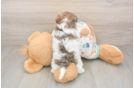 Petite Havapoo Poodle Mix Pup