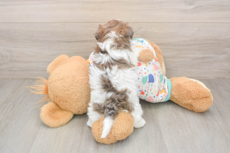 Petite Havapoo Poodle Mix Pup