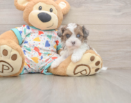 6 week old Havapoo Puppy For Sale - Simply Southern Pups