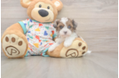 Funny Havapoo Poodle Mix Pup