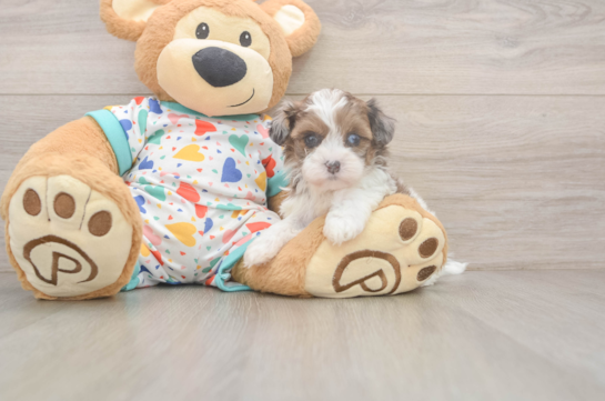 Funny Havapoo Poodle Mix Pup