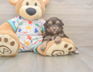 8 week old Havapoo Puppy For Sale - Simply Southern Pups