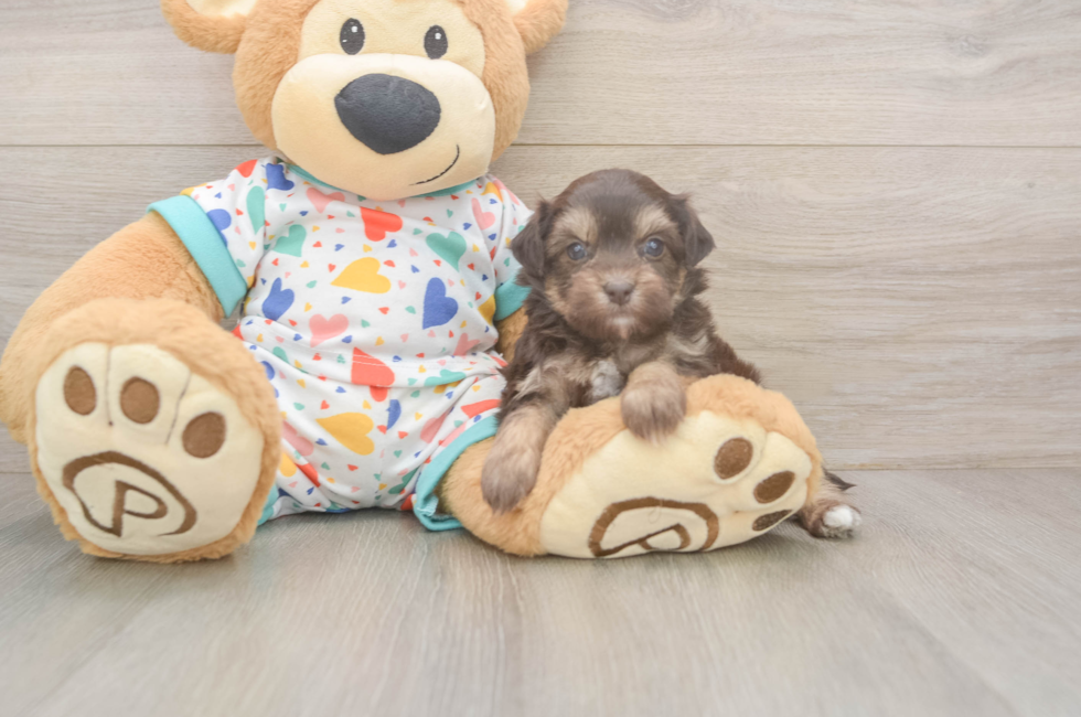 5 week old Havapoo Puppy For Sale - Simply Southern Pups