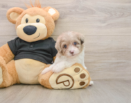 8 week old Havapoo Puppy For Sale - Simply Southern Pups
