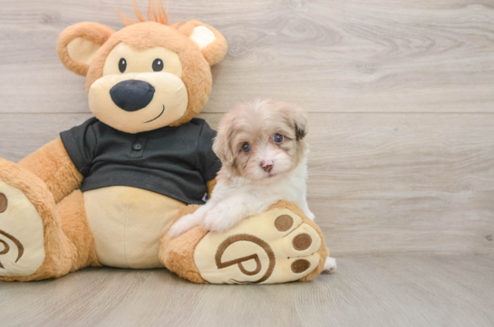 Funny Havapoo Poodle Mix Pup