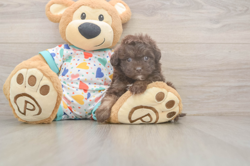 5 week old Havapoo Puppy For Sale - Simply Southern Pups