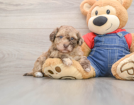 8 week old Havapoo Puppy For Sale - Simply Southern Pups