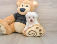8 week old Havapoo Puppy For Sale - Simply Southern Pups