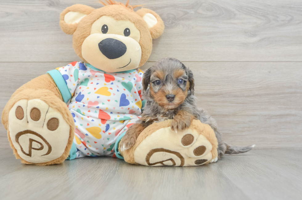 6 week old Havapoo Puppy For Sale - Simply Southern Pups