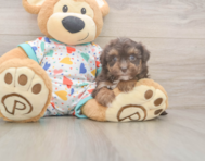 8 week old Havapoo Puppy For Sale - Simply Southern Pups