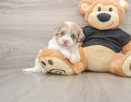 8 week old Havapoo Puppy For Sale - Simply Southern Pups