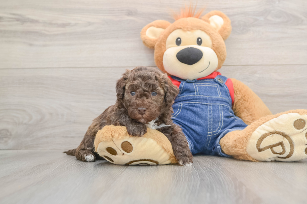 Playful Havadoodle Poodle Mix Puppy