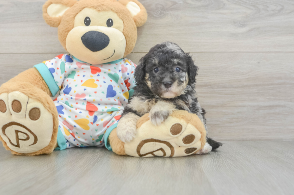 6 week old Havapoo Puppy For Sale - Simply Southern Pups