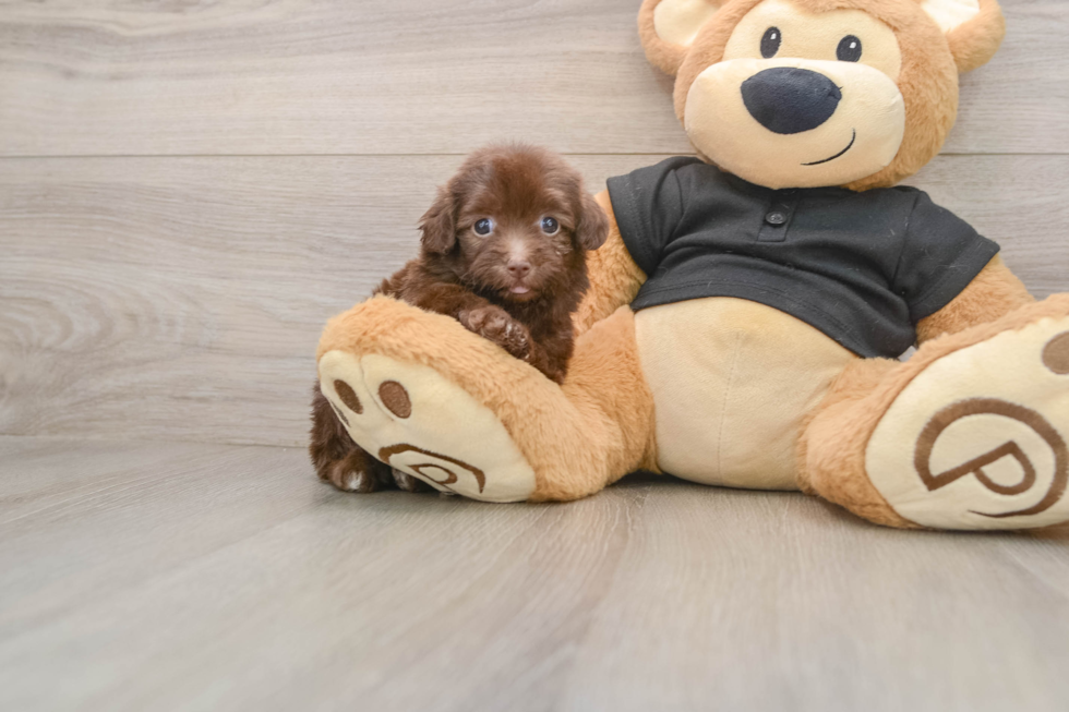 Havapoo Puppy for Adoption