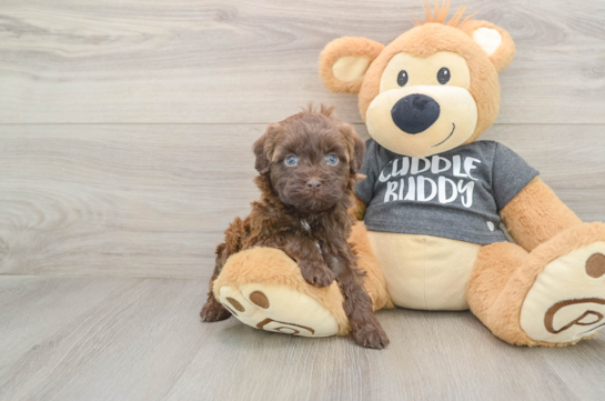 Petite Havapoo Poodle Mix Pup