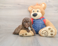 7 week old Havapoo Puppy For Sale - Simply Southern Pups