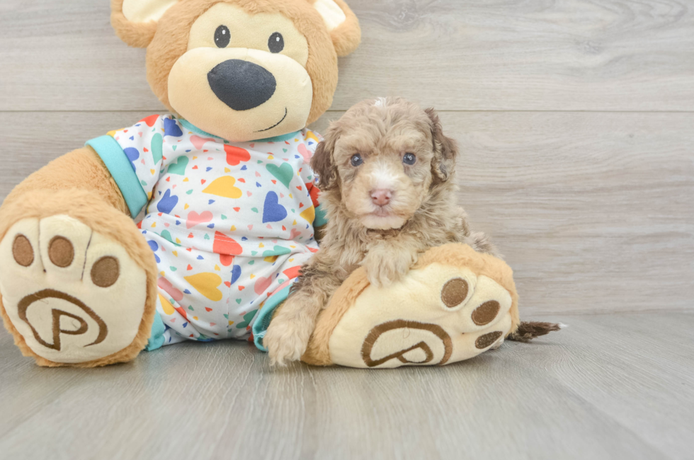 6 week old Havapoo Puppy For Sale - Simply Southern Pups