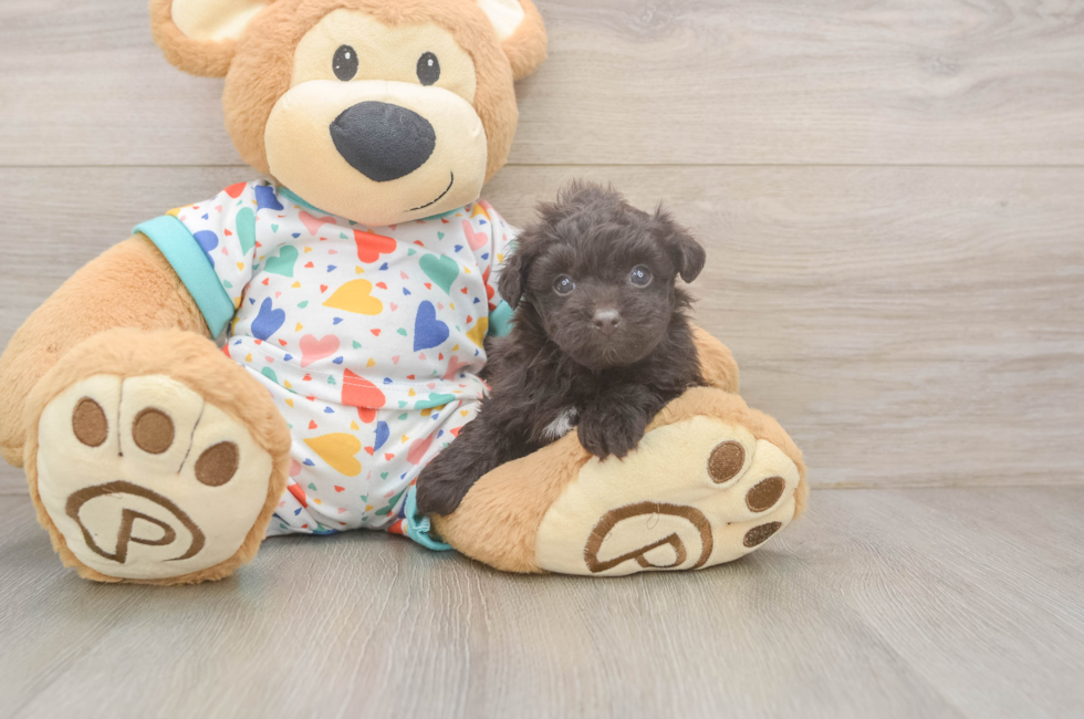 5 week old Havapoo Puppy For Sale - Simply Southern Pups