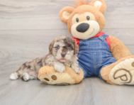 9 week old Havapoo Puppy For Sale - Simply Southern Pups