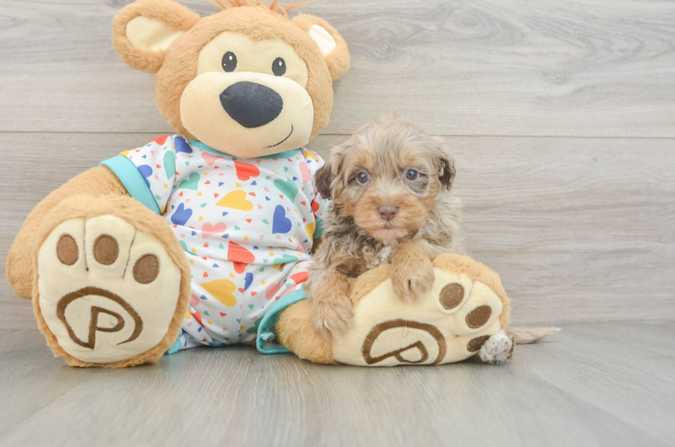 6 week old Havapoo Puppy For Sale - Simply Southern Pups