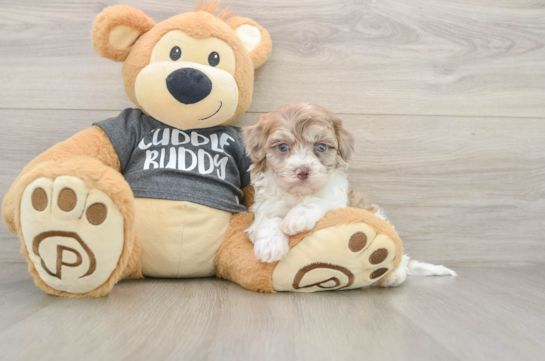 Havapoo Puppy for Adoption