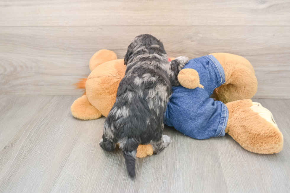 Energetic Havadoodle Poodle Mix Puppy