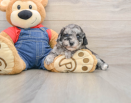 8 week old Havapoo Puppy For Sale - Simply Southern Pups