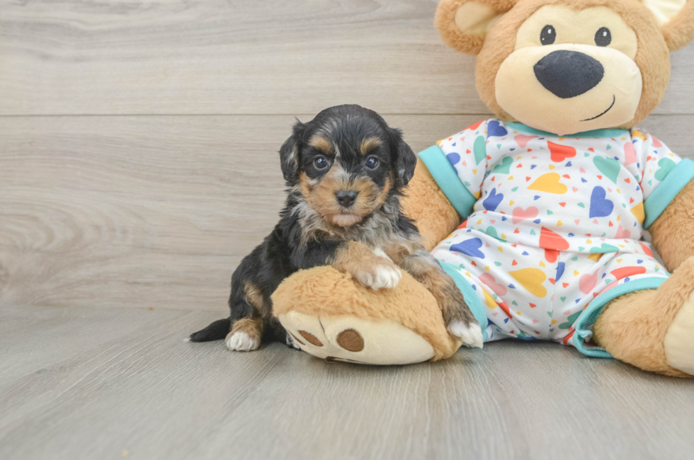 6 week old Havapoo Puppy For Sale - Simply Southern Pups