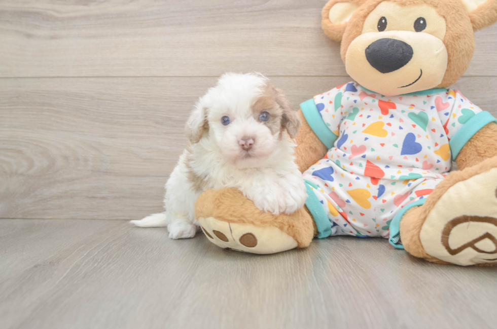 5 week old Havapoo Puppy For Sale - Simply Southern Pups