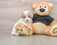 8 week old Havapoo Puppy For Sale - Simply Southern Pups