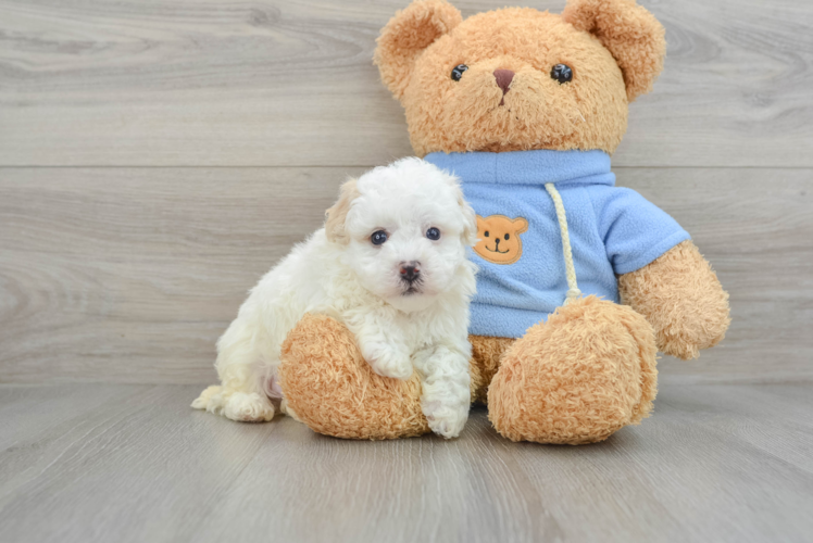 Adorable Havadoodle Poodle Mix Puppy