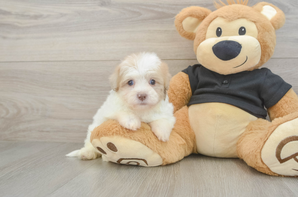 5 week old Havapoo Puppy For Sale - Simply Southern Pups