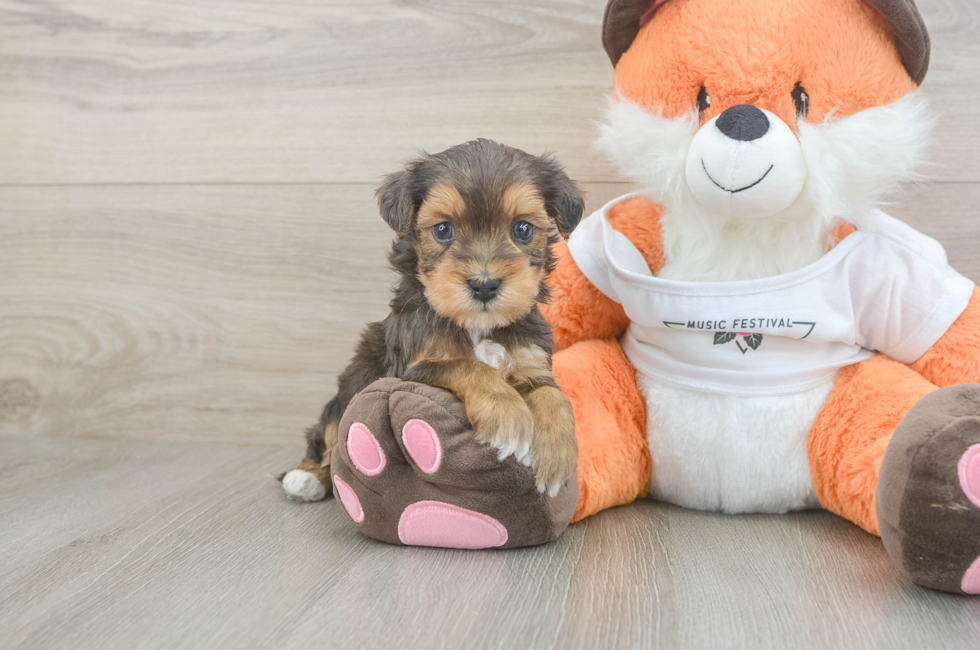 5 week old Havapoo Puppy For Sale - Simply Southern Pups