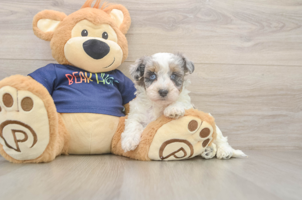 5 week old Havapoo Puppy For Sale - Simply Southern Pups