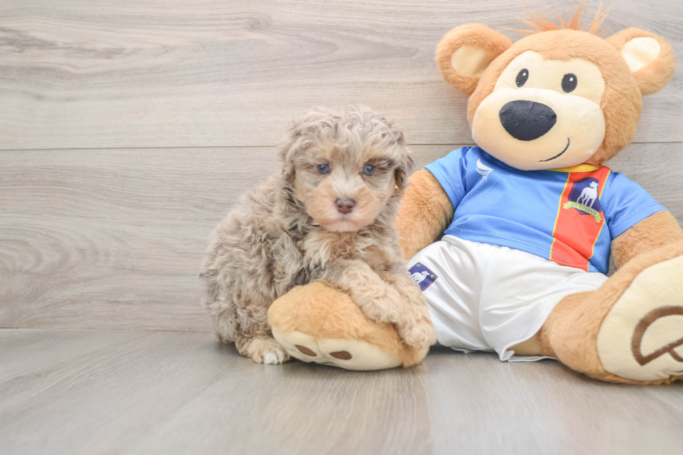 Cute Havapoo Baby