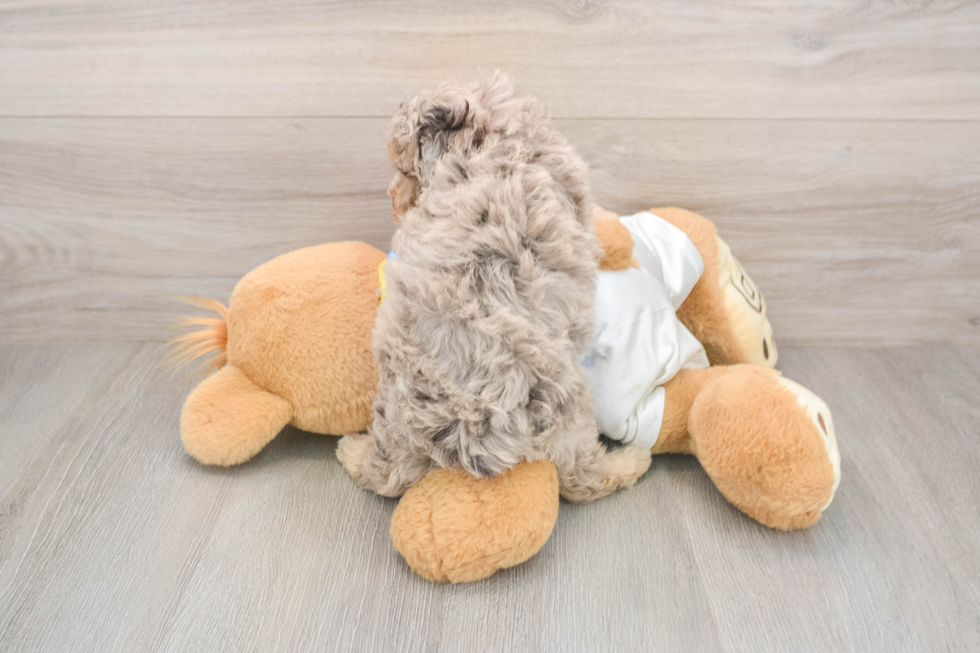 Havapoo Puppy for Adoption