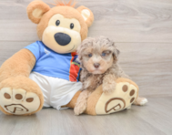 8 week old Havapoo Puppy For Sale - Simply Southern Pups