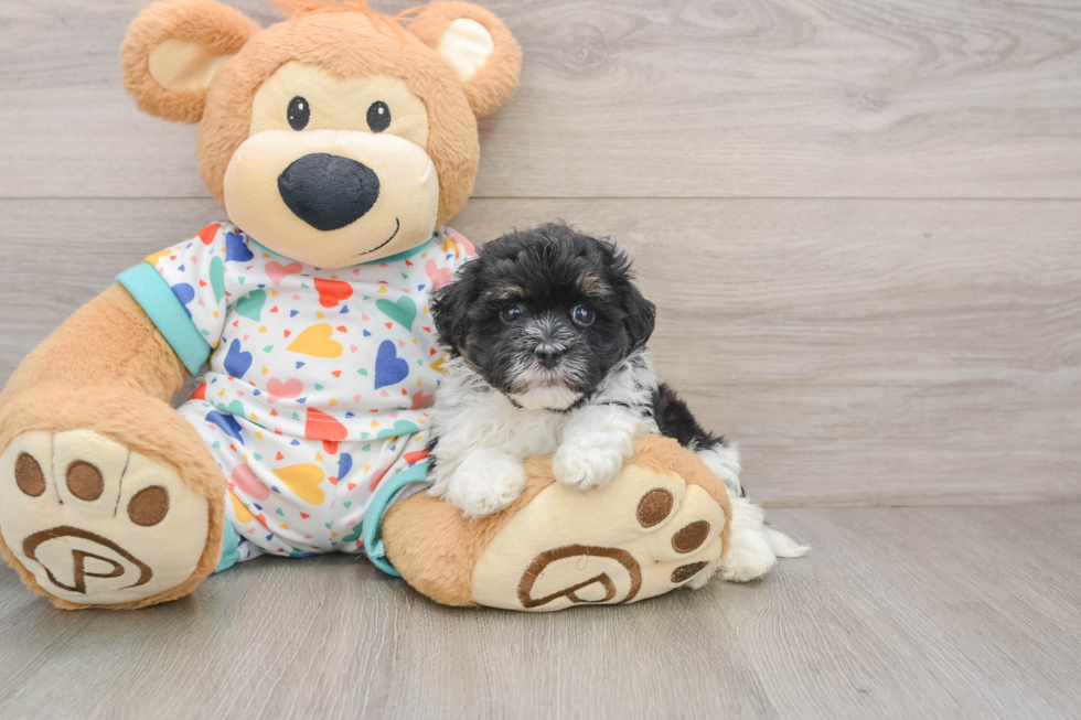 Playful Havadoodle Poodle Mix Puppy
