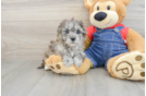Havapoo Puppy for Adoption