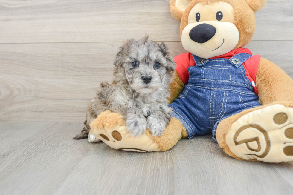 Havapoo Puppy for Adoption