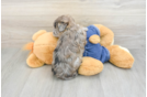 Havapoo Puppy for Adoption