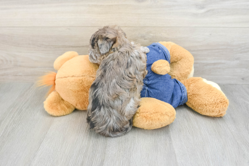 Havapoo Puppy for Adoption