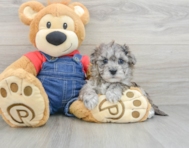 9 week old Havapoo Puppy For Sale - Simply Southern Pups