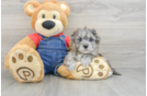 Havapoo Puppy for Adoption