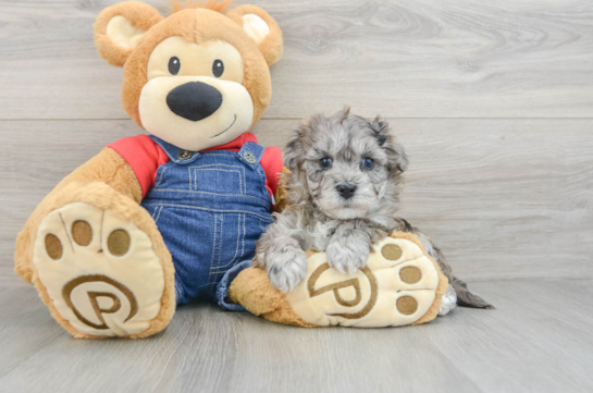 Havapoo Puppy for Adoption